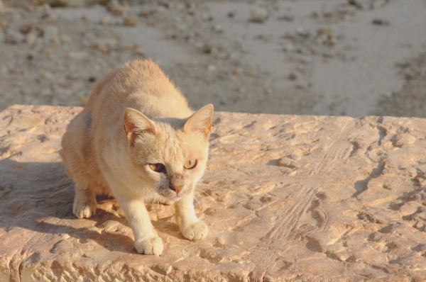 wary cat