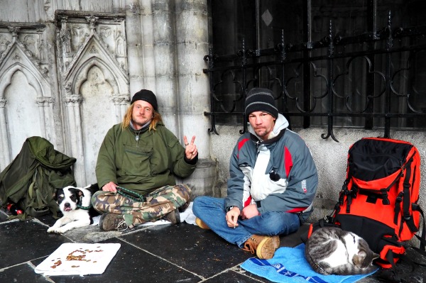 beggar dog cat