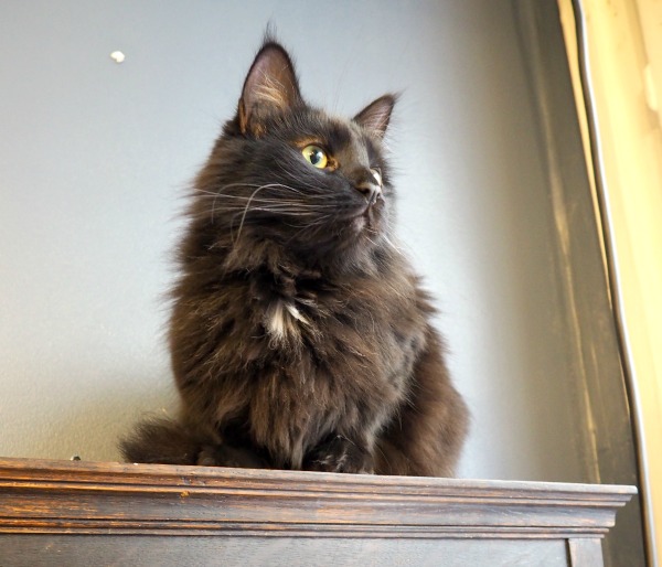 café des chats rue sedaine
