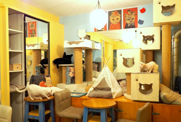 cat café in paris