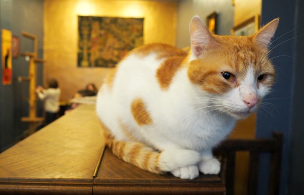 chat blanc et roux paris