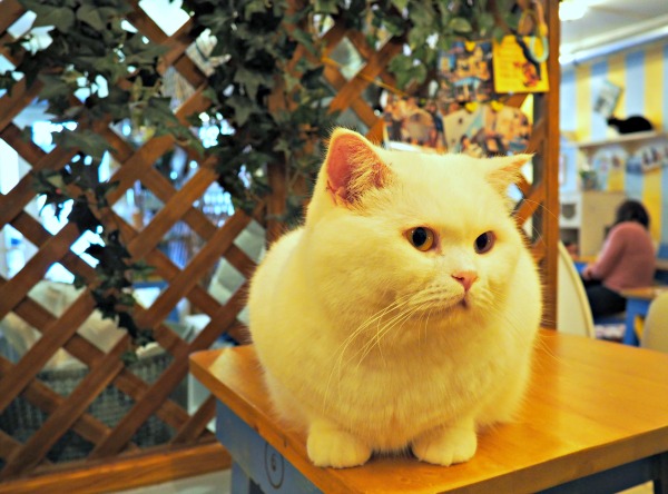 british shorthair france