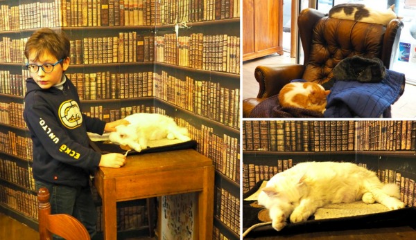 paris le café des chats