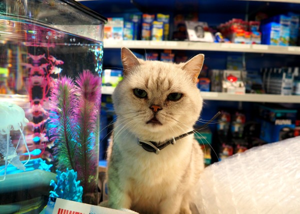 pet store paris