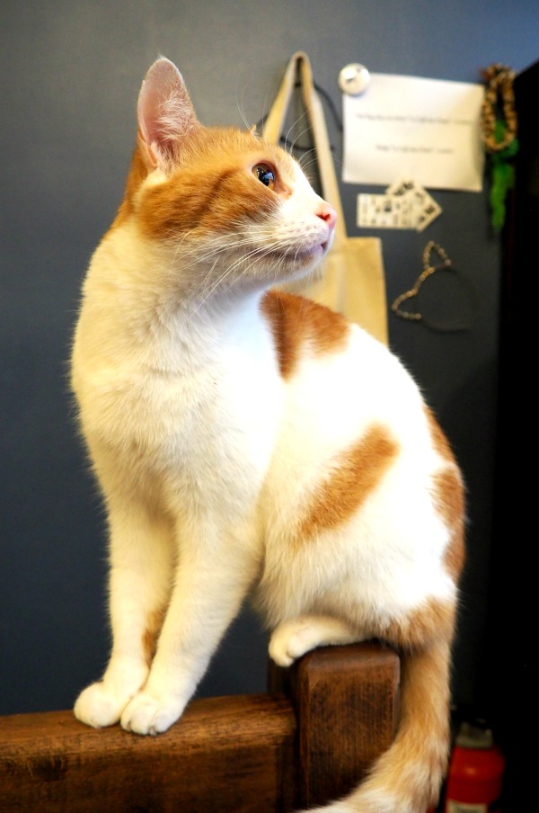 plus beau chat de paris