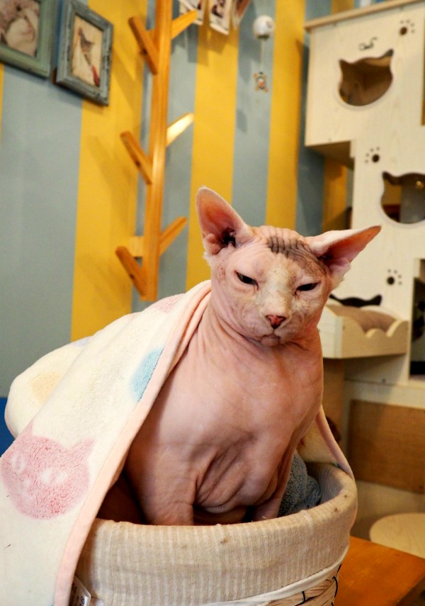 yoda sphynx cat