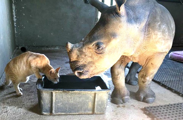 baby rhino drinking
