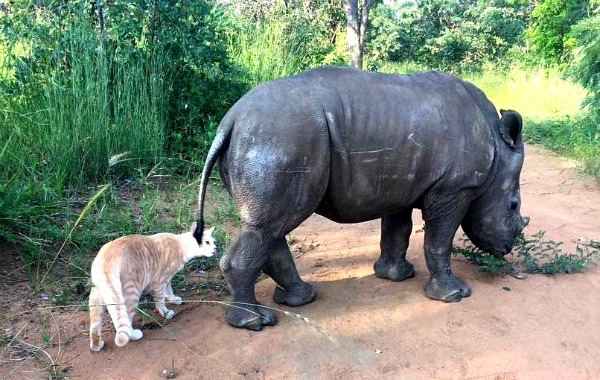 baby rhino pics