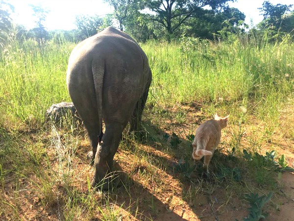 baby rhino pictures