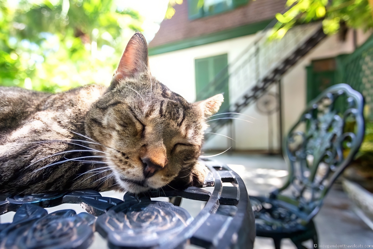 cats Ernest Hemingway Home and Museum Key West Florida