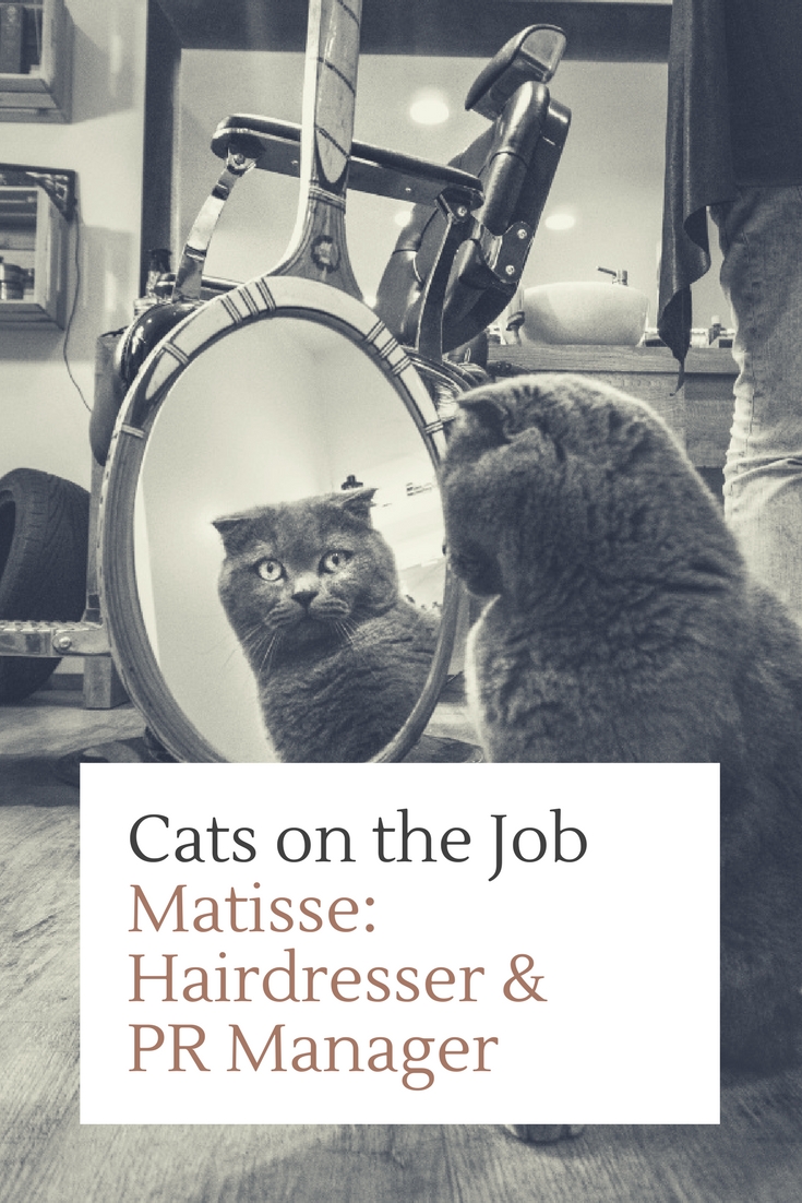 cats on the job