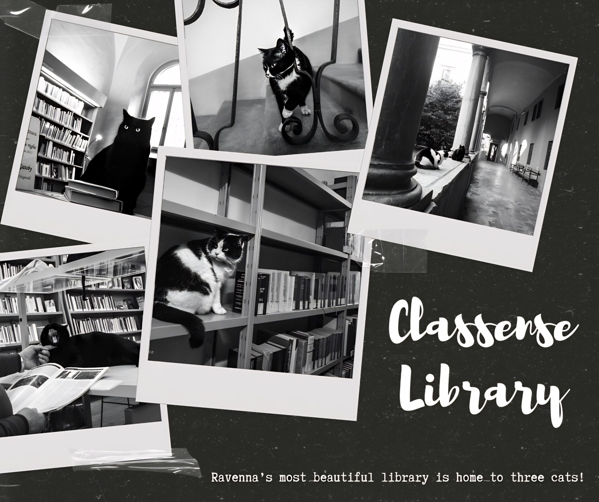 Classense Library cats