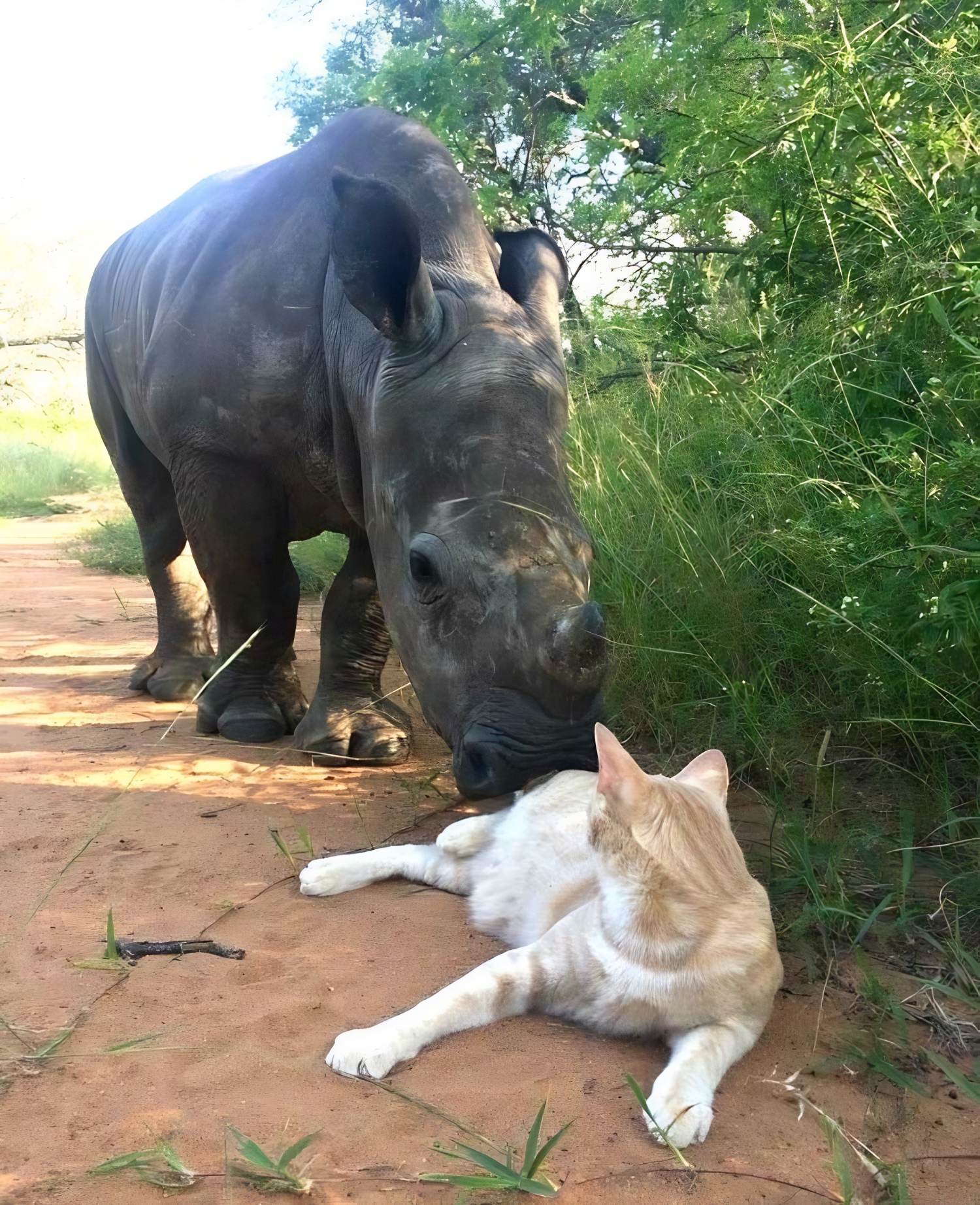 cute baby rhino pictures