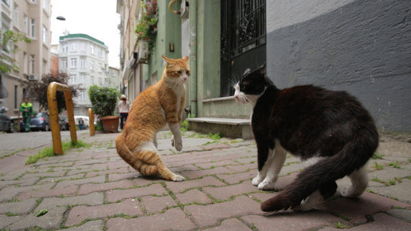 fighting cats istanbul