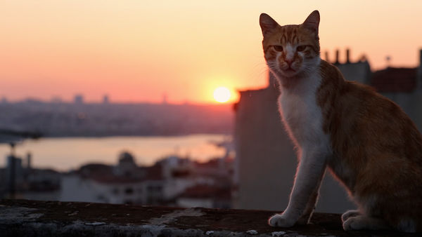 sunset cats istanbul