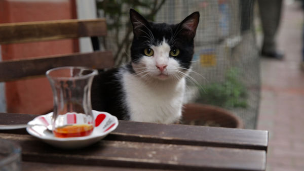 kedi cats in istanbul documentary