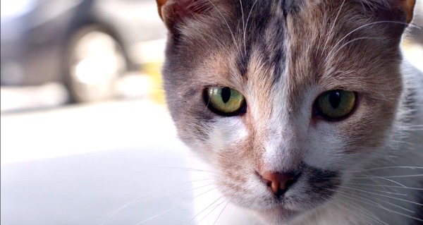 Kedi Ceyda Torun
