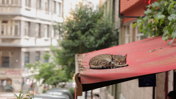 kedi documentary