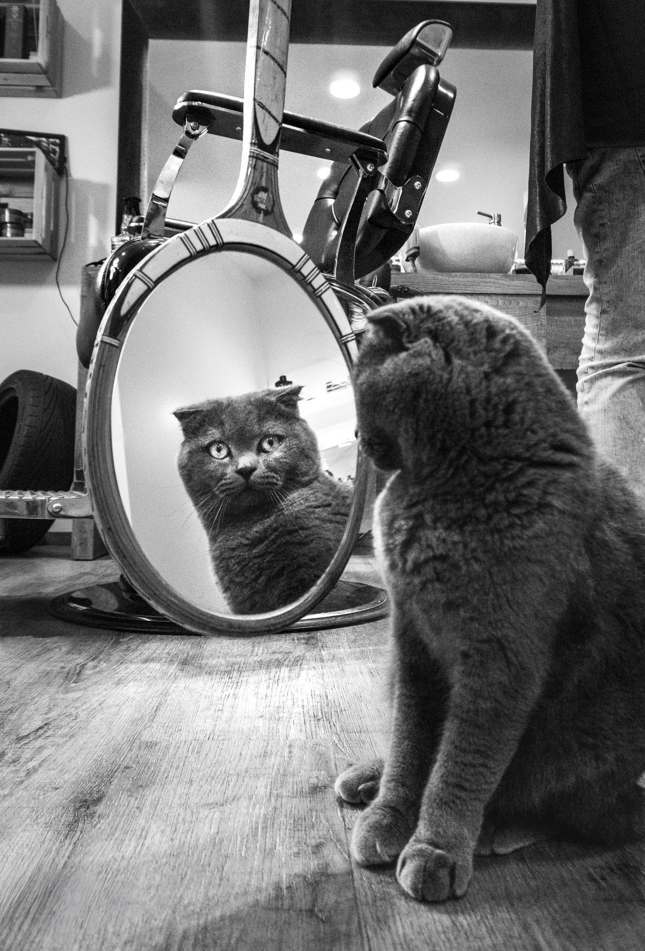Scottish Fold cat