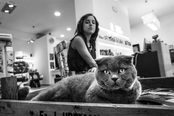 scottish fold images