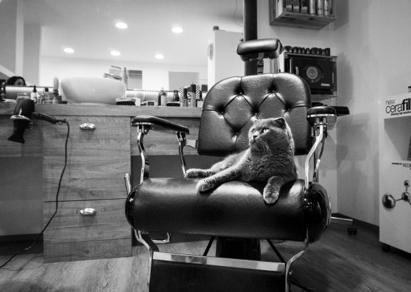 scottish fold in italy