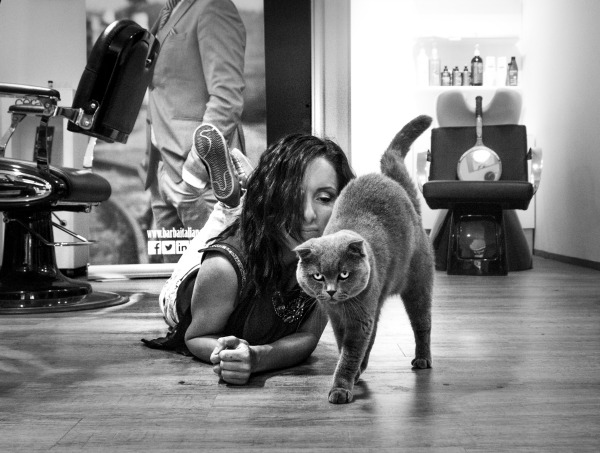 scottish fold love