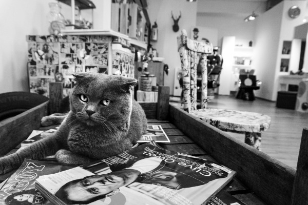 scottish fold vicenza