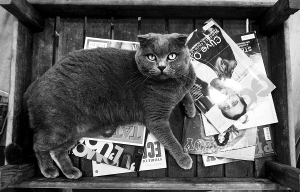scottish fold