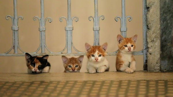 yellow kittens