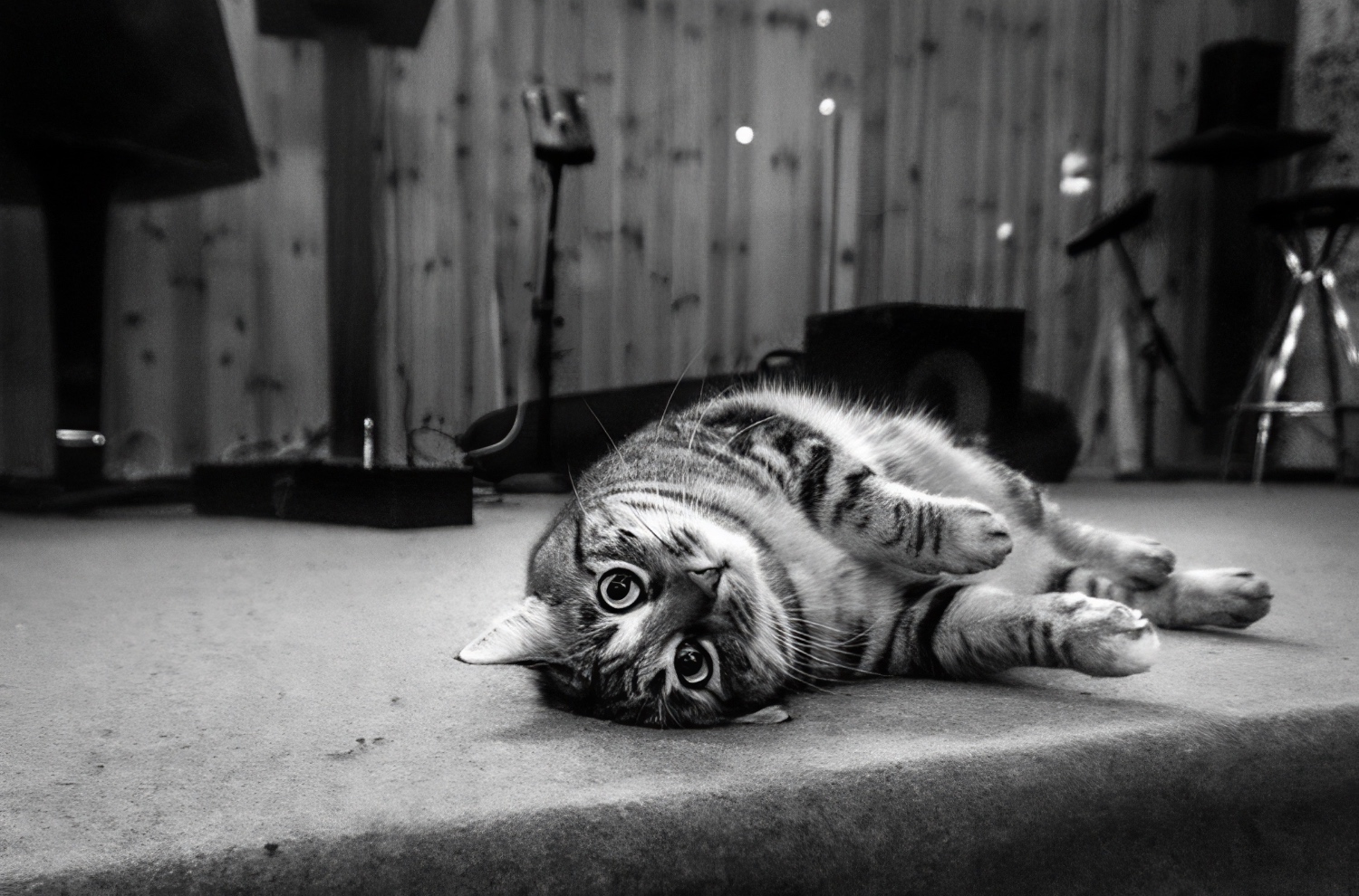 Athena cat