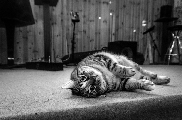athena the cat