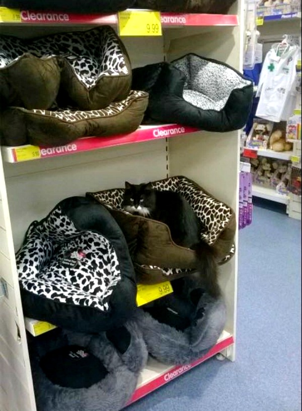 cat beds on sale