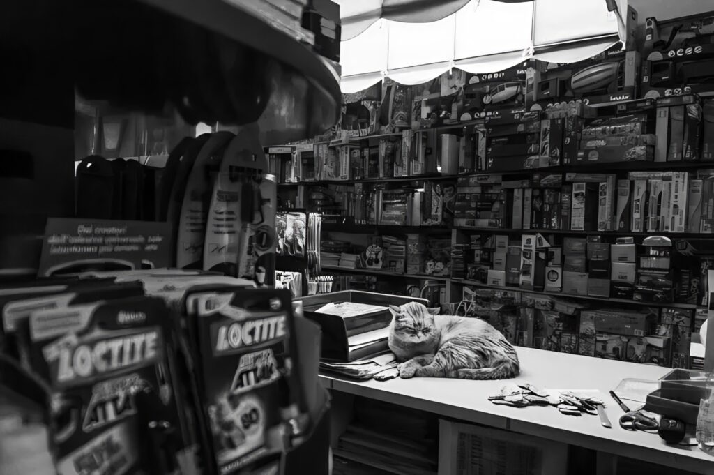cat in stationary store Vicenza Italy
