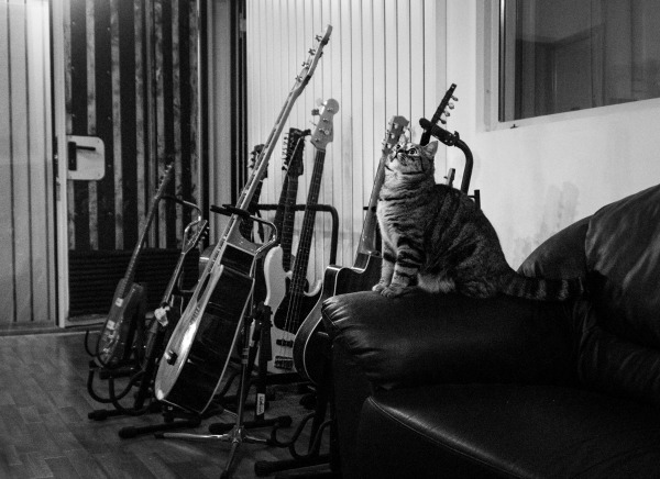 cat sound studio badia polesine