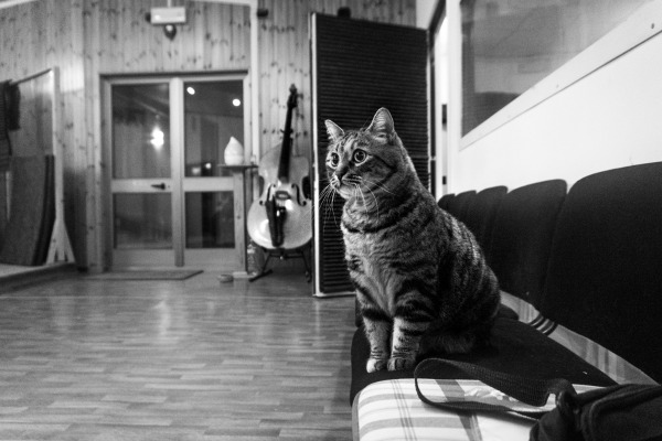 cat sound studio