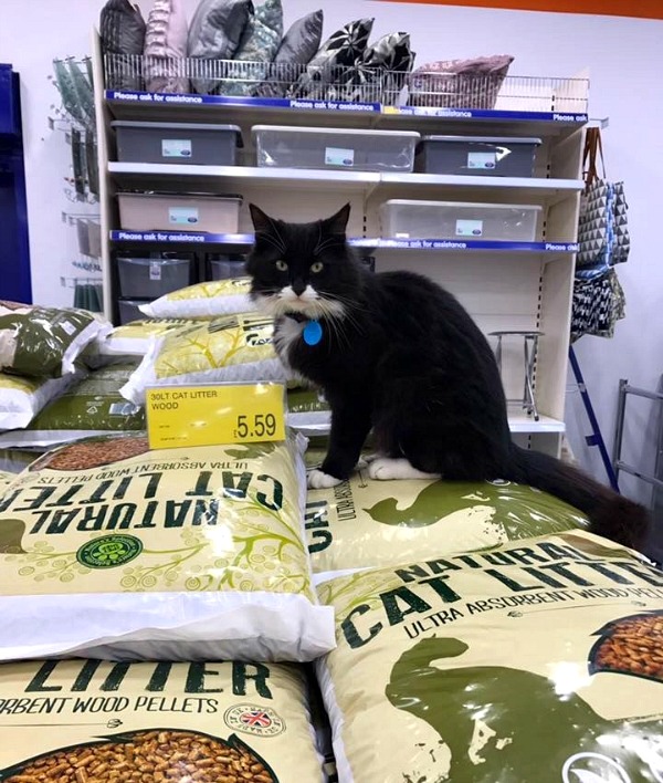 natural cat litter super absorbent