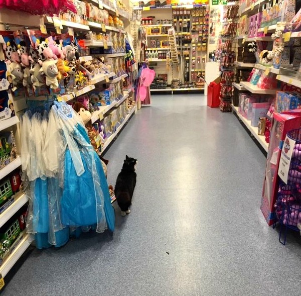 pet store southampton