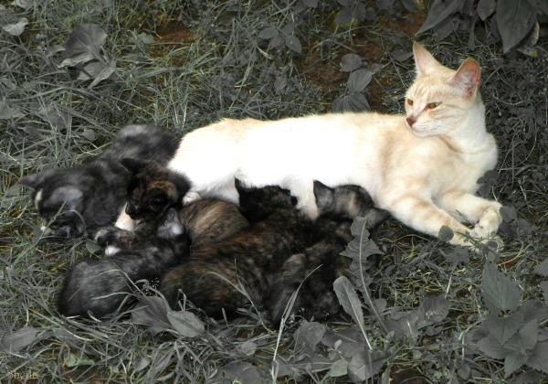 riga street cats