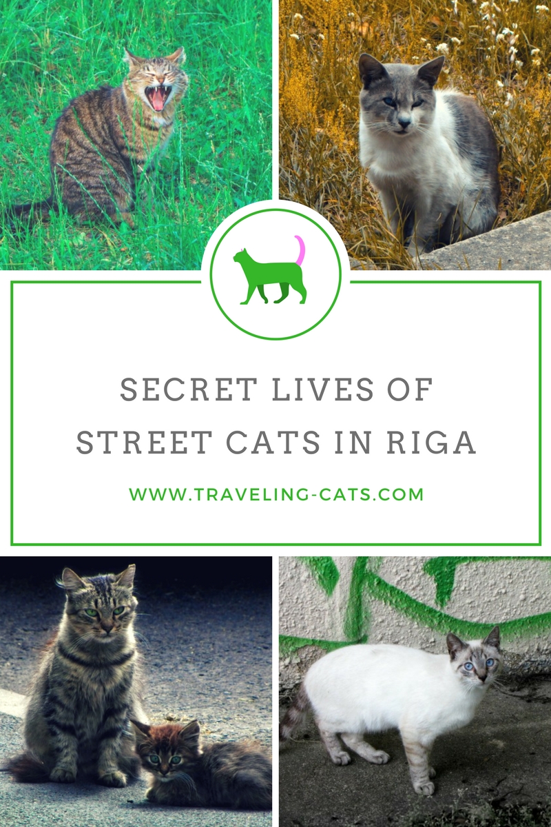 community street cats in riga latvia
