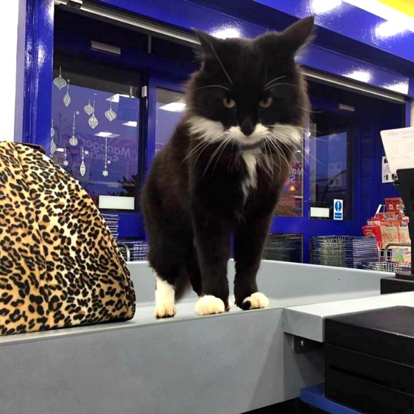 southampton pet store