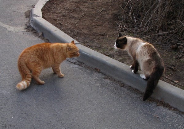 street cats not safe