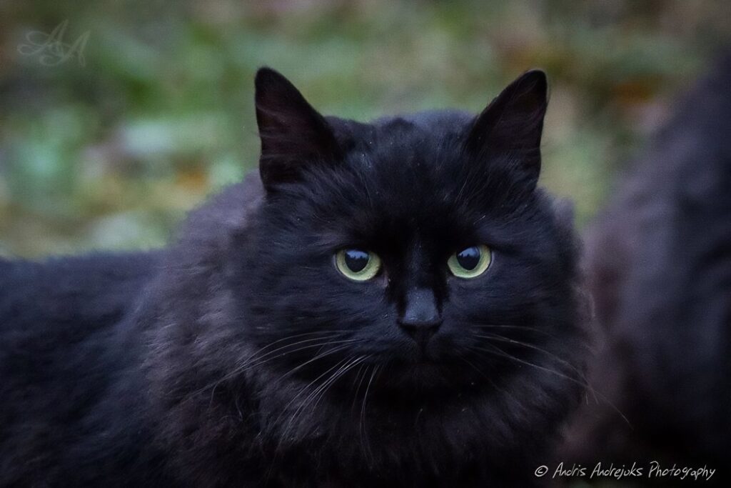 abandoned cats