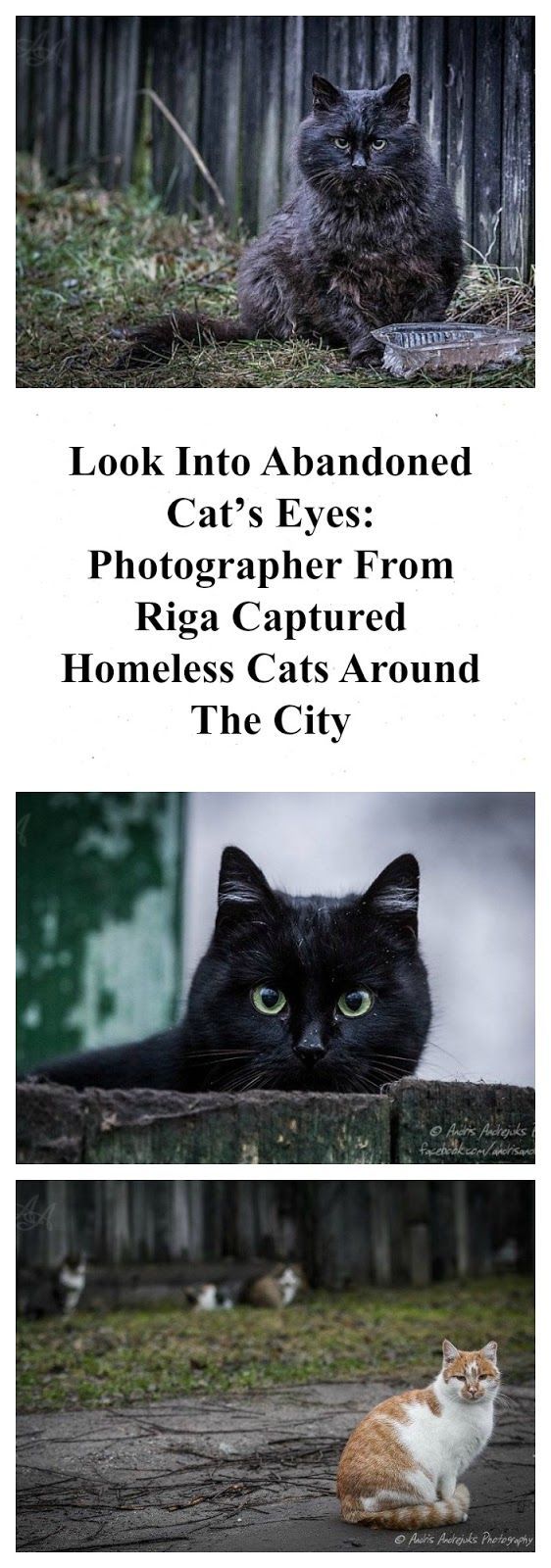 abandoned cats Latvia