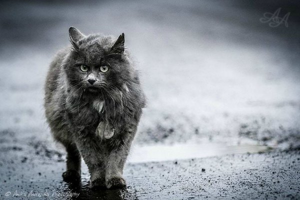 andris andrejuks photographer