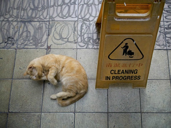 cat cleaning in progress