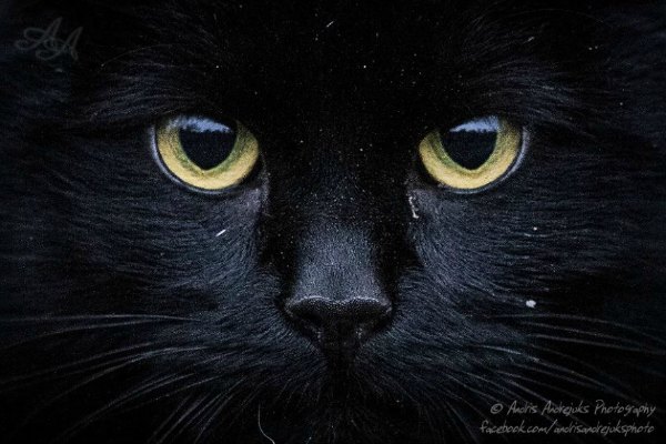 cat eyes photo shoot