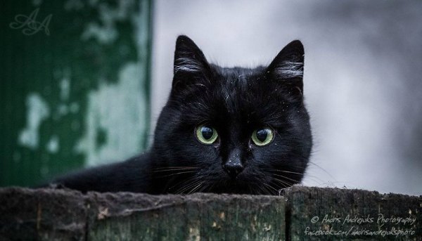 cat eyes