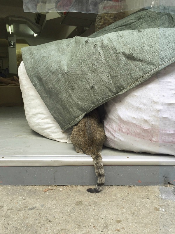cat hiding