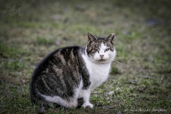 cat latvia