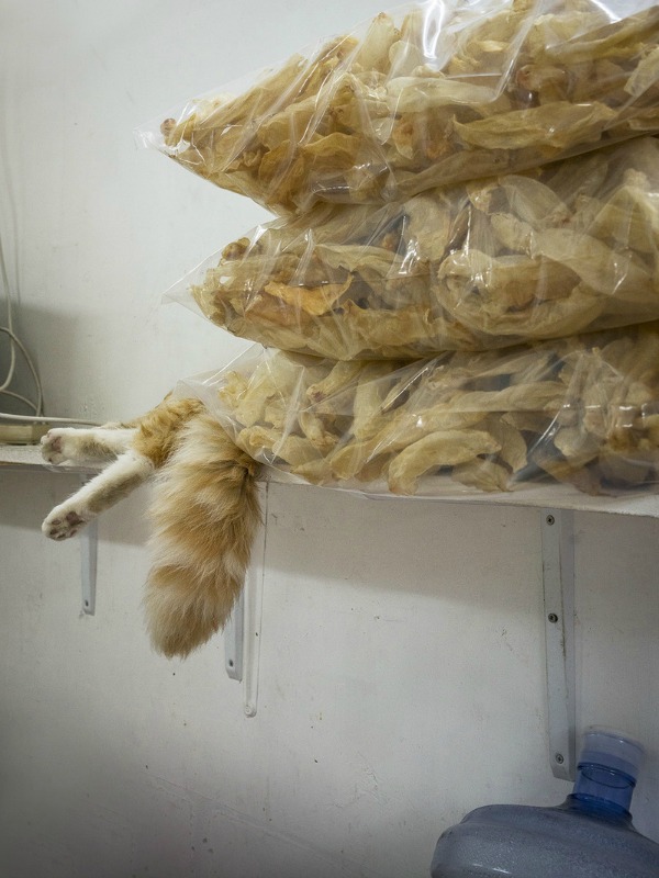 cat tail